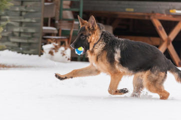 A german shepherd puppy dog playing with a ball at winter