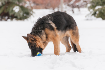 A german shepherd puppy dog playing with a ball at winter