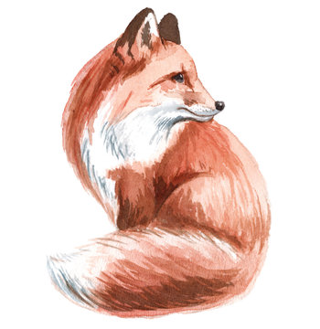 Watercolor fox 