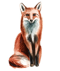 Watercolor fox 