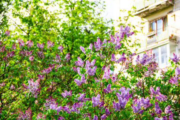 Fototapeta premium Lilac (Syringa vulgaris) in garden, Moscow region, Russia