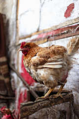 Chickens on the farm. Toned, style, color photo.