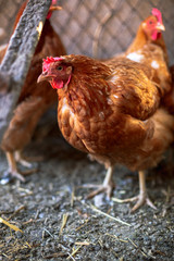 Chickens on the farm. Toned, style, color photo.
