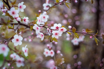 Beautiful spring blooming tree with a lot of flowers