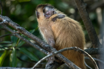 Obraz premium Female capuchin monkey with a baby on her back, Atins, Maranhao state, Brazil