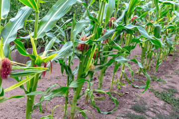 Young corn in the home garden