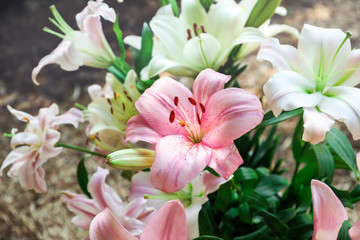 Fototapeta na wymiar Beautiful blooming lily flowers in garden, closeup