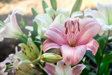 Beautiful blooming lily flowers in garden, closeup