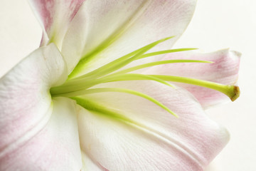 Beautiful blooming lily flower on white background, closeup