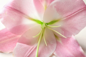 Fototapeta na wymiar Beautiful blooming lily flower, closeup view