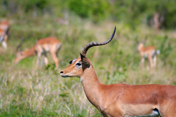 Antelope