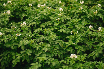 Obraz premium Blossoming of potato fields, potatoes plants with white flowers growing on farmers fiels