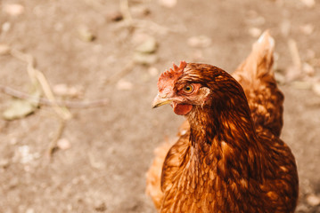 Domestic cock in a village. Chicken bird outdoor. Close - up of chicken, copy space, farming