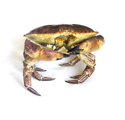 Raw crab isolated on a white.