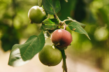 Green apples on a branch ready to be harvested, outdoors, selective focus