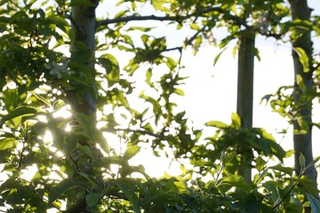 Sun Shine through leaves