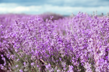 Fototapeta na wymiar Beautiful blooming lavender in field on summer day