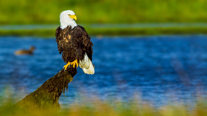 Bald Eagle (Haliaeetus leucocephalus) in British Columbia, Canada