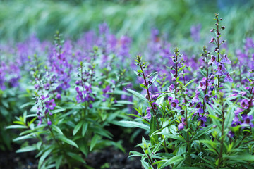 Beautiful blooming flowers in garden. Springtime blossom