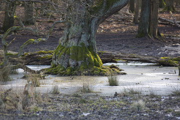 Fototapeta na wymiar frozen tree