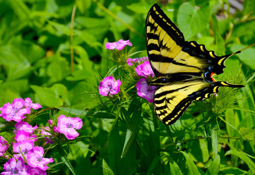 Yellow Swallowtail Butterfly Lands on Pink Dianthus FLowers, Olympic Peninsula, Washington, USA