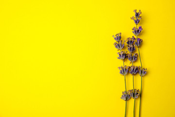 Lavender flowers on color background, top view