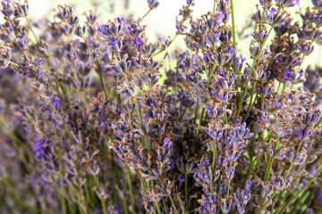 Blooming lavender flowers on color background, closeup
