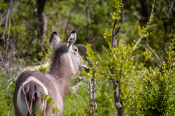 Waterbuck