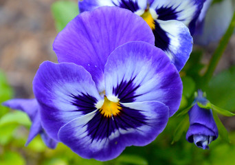 Purple Pansy Blossoms