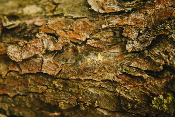 Tree trunk detail texture as natural background. Bark tree texture wallpaper. Durian tree Bark. wood background.