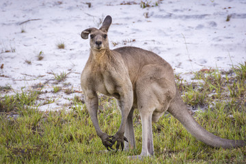 Kangaroo