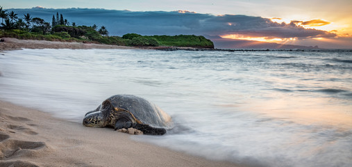 Turtle coming up on the beach at sunset