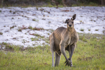 Huge Kanagroo