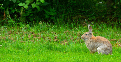 Naklejka na ściany i meble Brown Cottontail RabbitIn SIlhouette on Green Grass, Sequim, Olympic Peninsula, Washington, USA