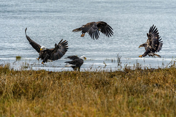 Bald Eagle (Haliaeetus leucocephalus) in British Columbia, Canada