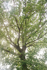 Oak Branch, illuminated by the sun with a bright green foliage