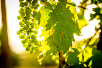 Sunrise on the Vineyard