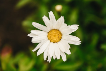 Flowering of daisies. Oxeye daisy, Leucanthemum vulgare, Daisies, Dox-eye, Common daisy, Dog daisy, Moon daisy. Gardening concept