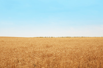 Wheat grain field on sunny day. Cereal farming