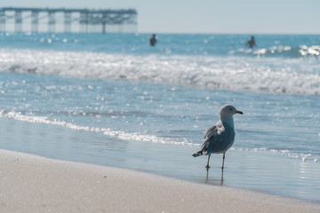 Gaviota en la orilla