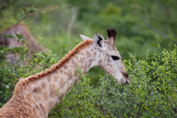 Giraffe eating