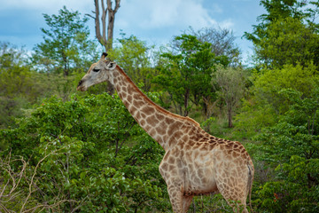 Giraffe eating