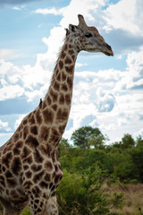 Giraffe 