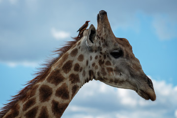 Giraffe 