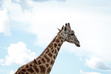 Giraffe 