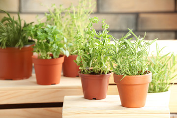 Pots with fresh rosemary on table against blurred background