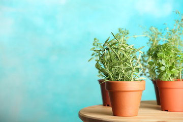 Pots with fresh rosemary on table against color background