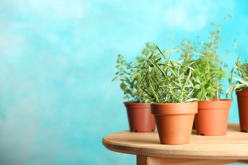 Pots with fresh rosemary on table against color background