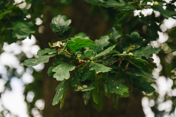 natural background - green oak leaves in summer day, selection focus