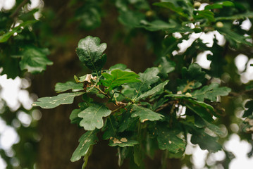 Fototapeta premium natural background - green oak leaves in summer day, selection focus